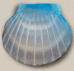 images-urns-urn_shell